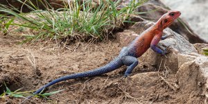 Conheça o agama-de-Mwanza, apelidado de lagarto Homem-Aranha