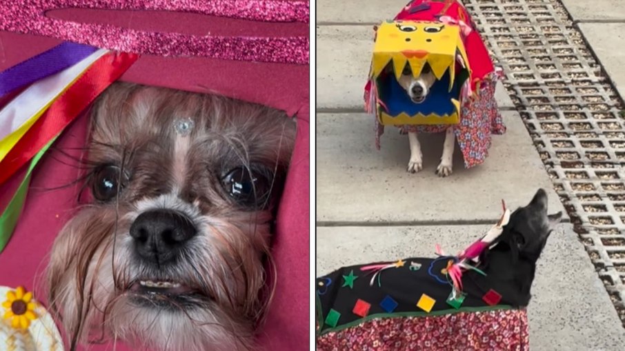 Cães vestidos de boi-bumbá e caipiras embarcam para festa julina em creche
