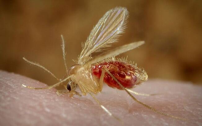Leishmaniose é causada pelo mosquito palha