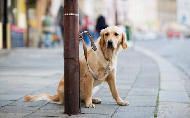 Jamais deixe seu cachorro sozinho do lado de fora de estabelecimentos. Um pequeno lapso de atenção e seu canino pode ser furtado