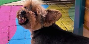 Yorkshire exige silêncio de manhã e vira sensação na internet