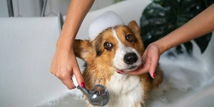 Saúde mental: como o banho pode ser um aliado do bem-estar do seu pet