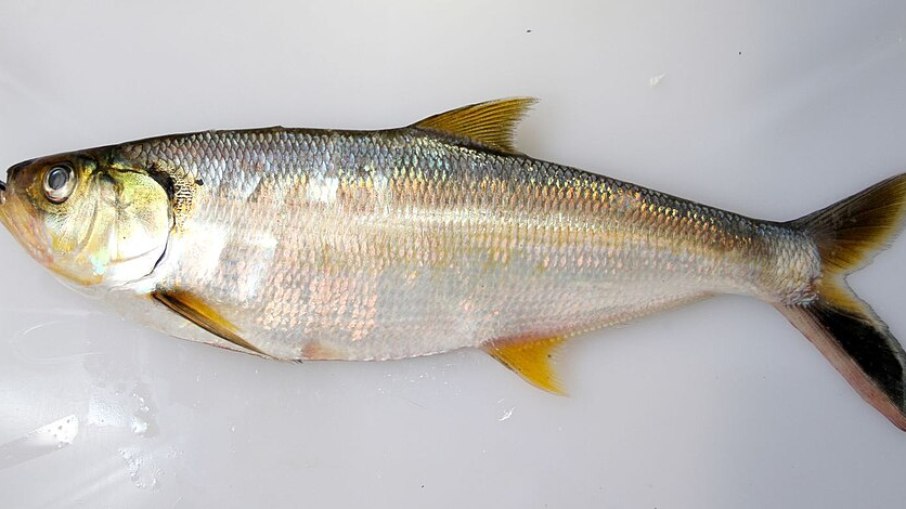 Dourada (Apapá)