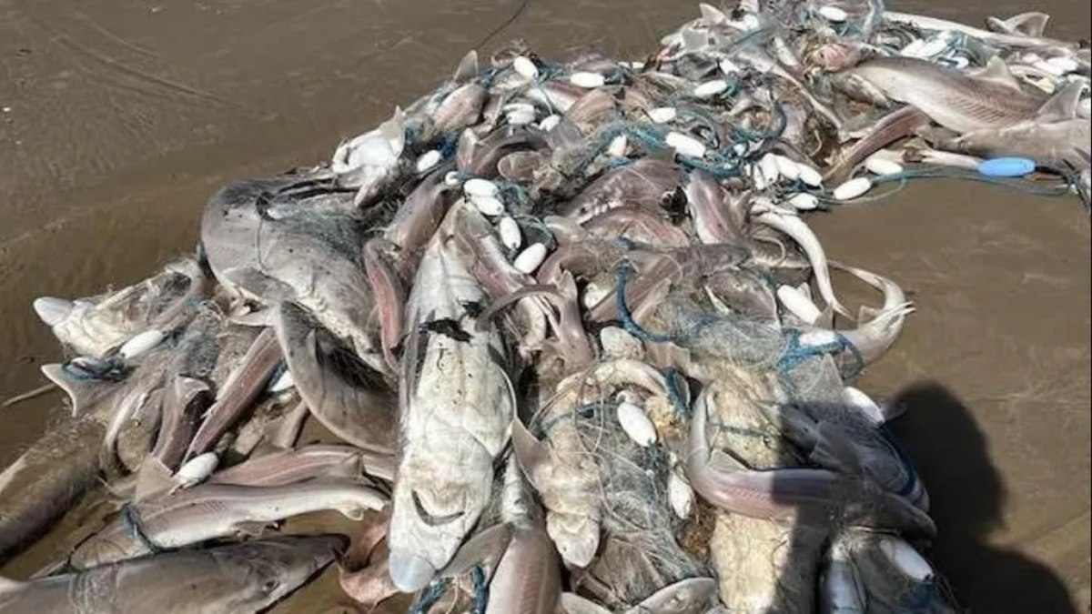 Centenas de tubarões aparecem mortos em praias; confira