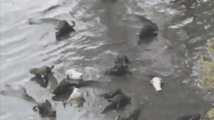 Passageiros flagram búfalos mergulhando no Rio Pinheiros