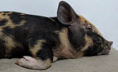 Mini porco e galinha Serama viram pets de luxo nas cidades