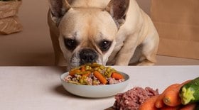 Saiba quais alimentos do dia a dia podem ser oferecidos ao pet