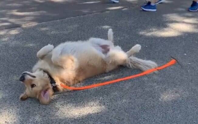 Cão se fingindo de morto no parque