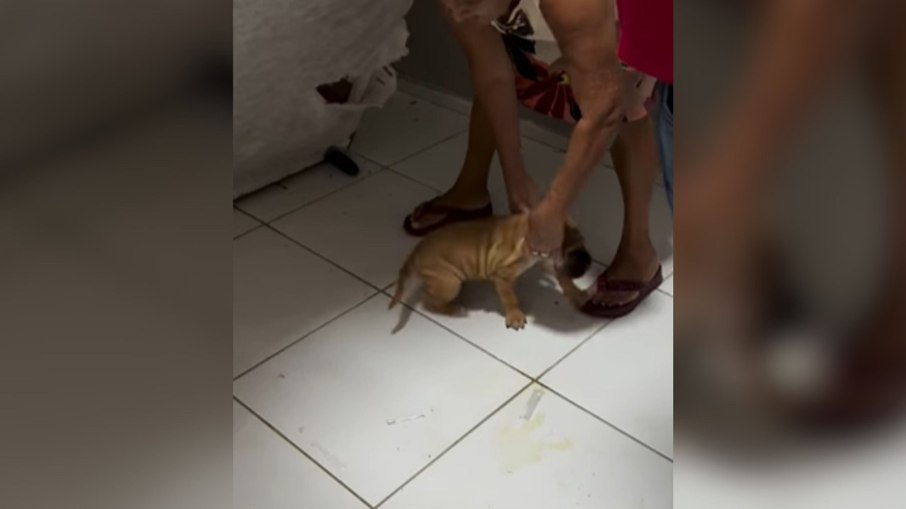 Cachorro abre buraco no forro da cama e cria esconderijo secreto