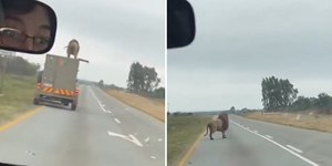 Leão pula de caminhão em movimento e escapa; assista