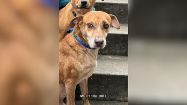 Curiosidades sobre os cães que deram vida ao filme Caramelo