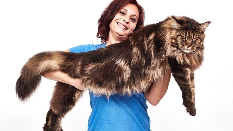 Barivel é o atual detentor do recorde de maior gato do mundo; segundo o Guinness, ele mede cerca de 1,20m