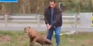 Homem puxa onça-parda pelo rabo em rodovia de SP