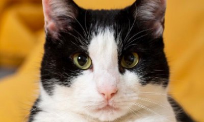 Cientistas descobrem ligação misteriosa entre gatos e doença