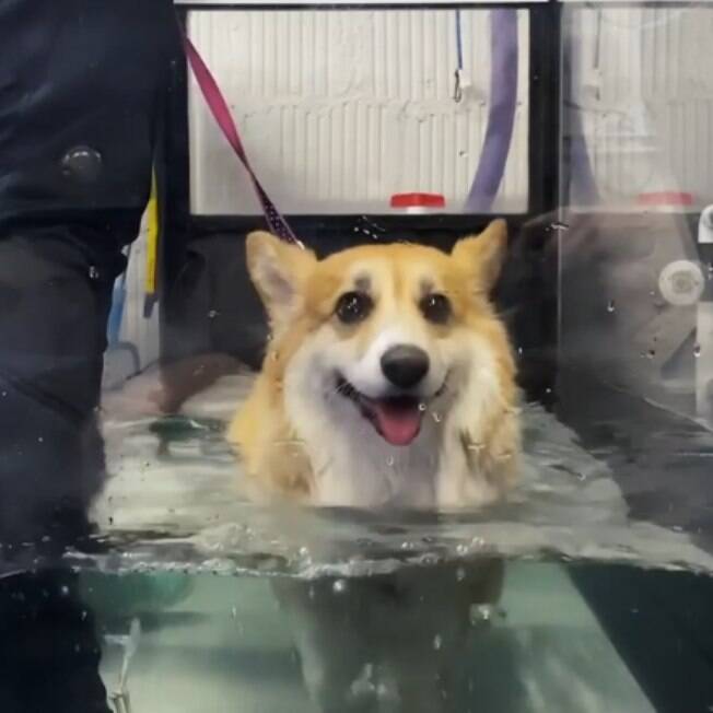 Esse vídeo de um cãozinho nadador vai melhorar o seu dia