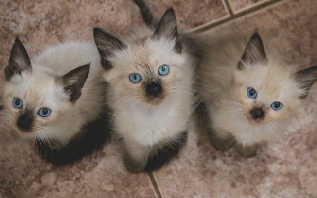 ONG de Araraquara pede votos para salvar abrigo com mais de 120 gatos