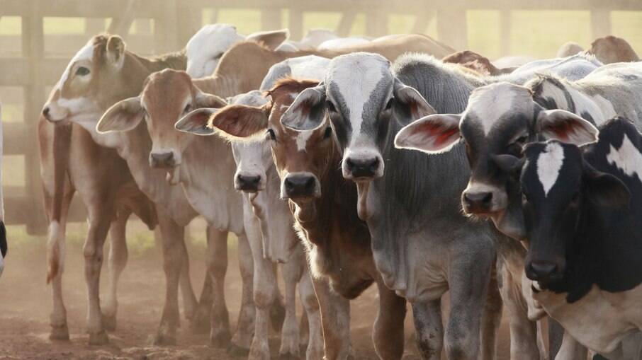 Brasil estuda importar gado em pé do Paraguai