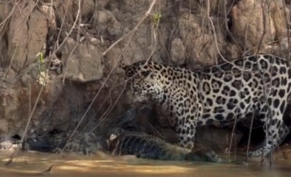 Dois por um: onça-pintada caça jacaré e pesca piranhas no Pantanal