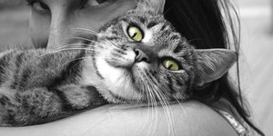Como processar o luto da perda de um animal? Confira 7 dicas