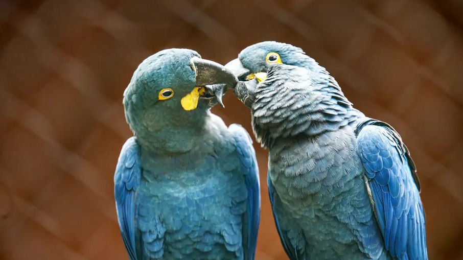 Zoo de SP mostra arara-azul-de-lear ao público pela primeira vez