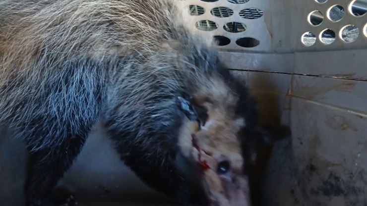 Gambá ferido é resgatado pela GCM de Vinhedo
