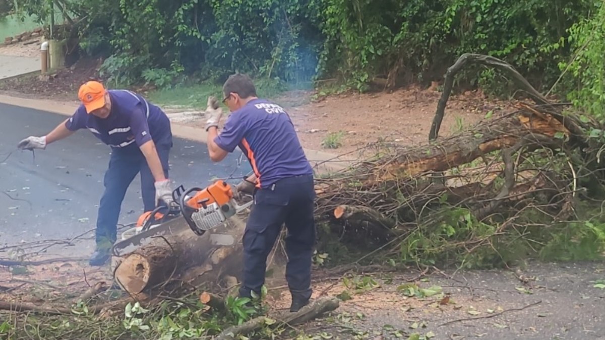 Agentes da Defesa Civil de Vinhedo trabalham na remoção de árvore que caiu após fortes chuvas