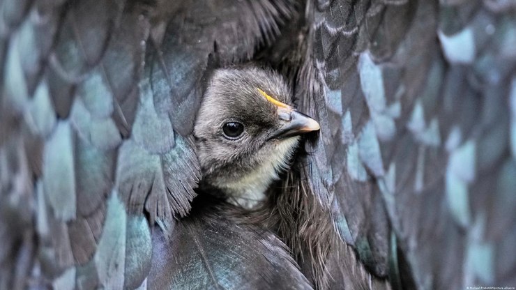 Disseminação da gripe aviária provoca abate de aves pelo mundo