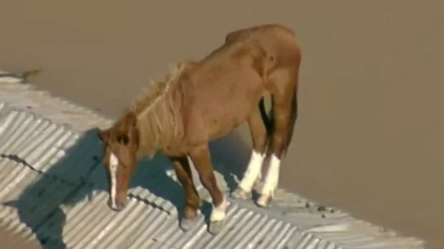 Socorristas resgatam o cavalo Caramelo na inundação do Sul do país