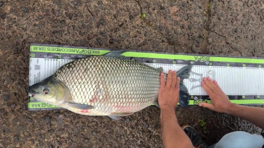Também conhecido como curimbatá ou papa-terra, peixe é vital para ecossistemas que habita Também conhecido como curimbatá ou papa-terra, peixe é vital para ecossistemas que habita