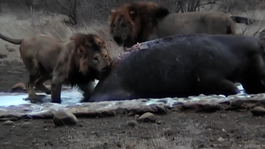 Leões atacam hipopótamo em Botswana, na África Leões atacam hipopótamo em Botswana, na África