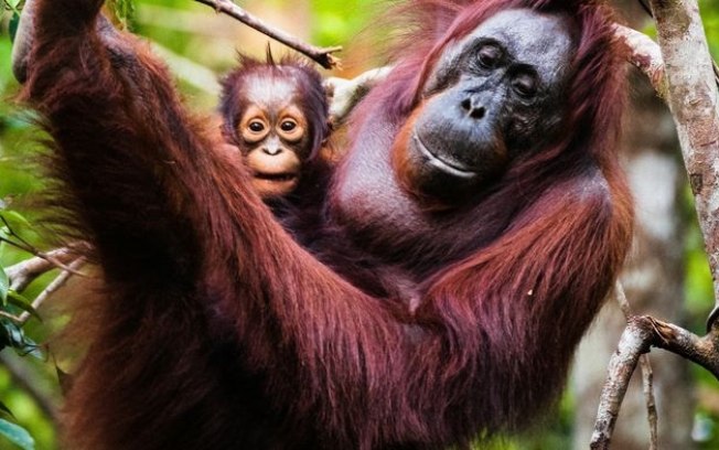 Dia das Mães | A importância do instinto materno na natureza