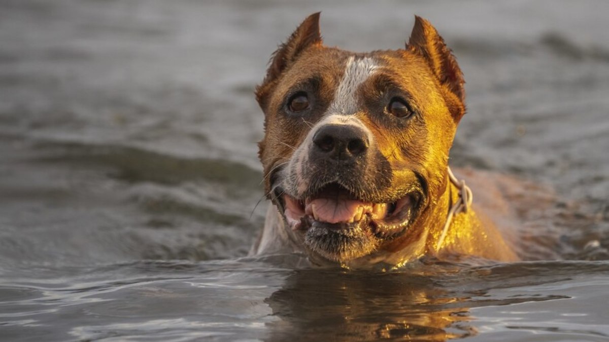 Cuidados essenciais para proteger os pets durante ondas de calor intensas