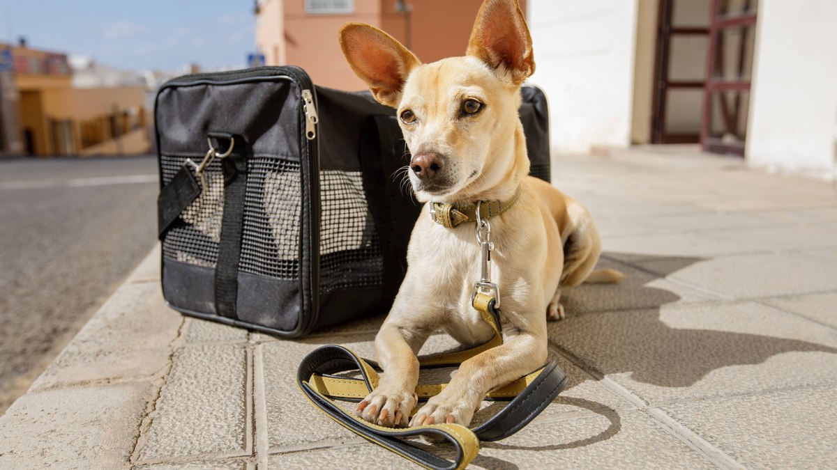 Os animais de estimação estão cada vez mais inclusos nas viagens em família