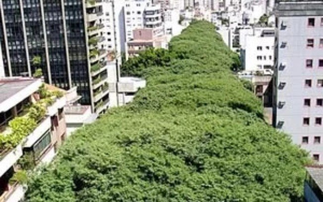 As árvores são tantas que praticamente impedem a passagem do Sol para a rua