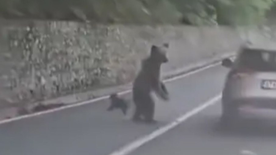 Registros feitos por motorista flagram momento em que urso avança sobre o carro de turistas na Romênia