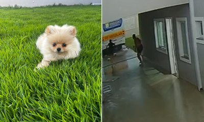 Vídeo mostra resgate desesperado de cachorro em meio a tornado