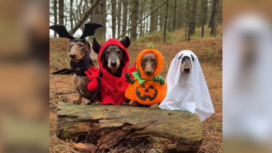 Cães usam fantasias de Halloween em desfile por floresta Cães usam fantasias de Halloween em desfile por floresta