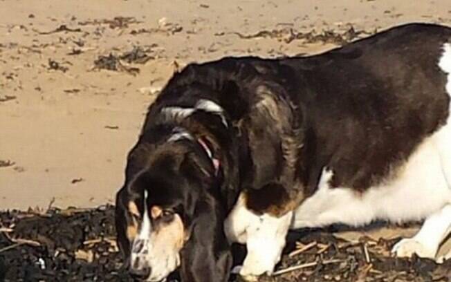 A cadela Molly, da raça Basset Hound, fez uma descoberta inusitada durante um passeio pela praia