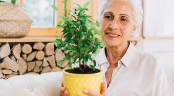 3 plantas que atraem saúde e longevidade para presentear