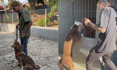 Escola trata ansiedade e depressão em pets