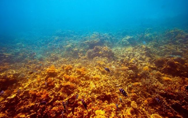 Formações rochosas no mar de Santos podem abrigar espécies desconhecidas