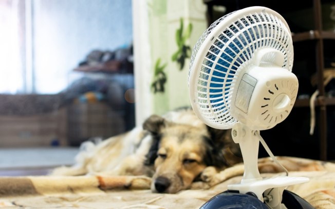 Entre Patas compartilha dicas para cuidados com os pets no calor e realiza promoção de Verão Entre Patas compartilha dicas para cuidados com os pets no calor e realiza promoção de Verão
