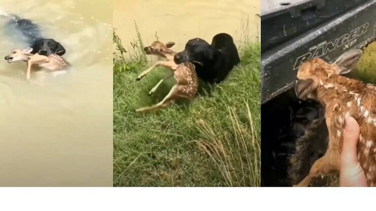 Cachorro salva filhote de cervo que estava preso em rio