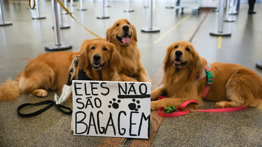 Morte do cão Joca mobilizou diversos setores da sociedade a respeito do transporte de animais domésticos em voos comerciais