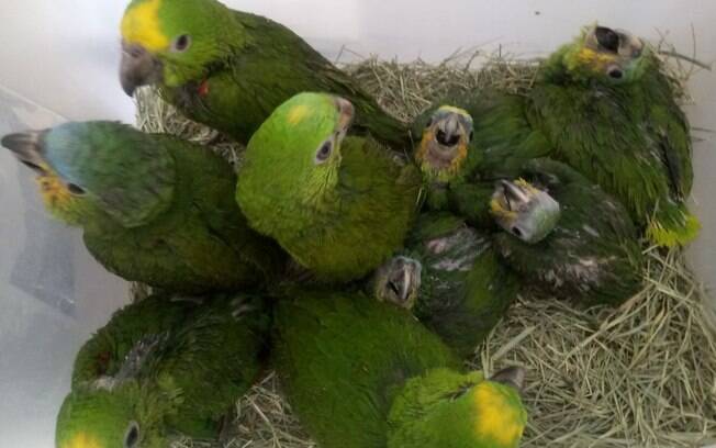 Aves apreendidas na Rodovia Bandeirantes foram encaminhadas pela Polícia Militar Ambiental para a ONG Mata Ciliar