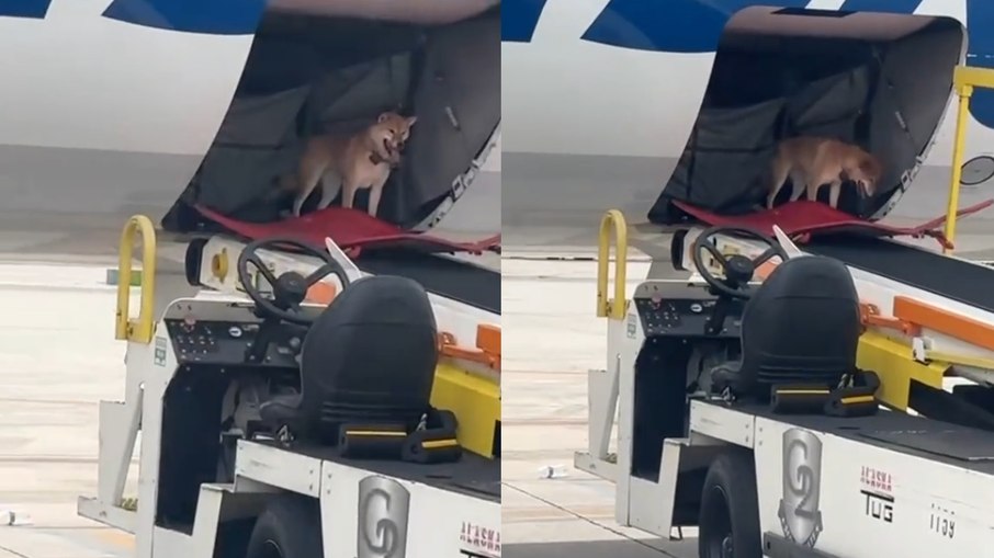 Cadela escapa de caixa de transporte e viaja solta em compartimento de carga de avião
