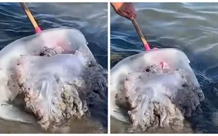 Medusa gigante aparece em praia de Málaga, Espanha