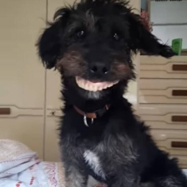Cão rouba dentadura de dona e resultado é hilário; veja