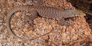 Cientistas descobrem três novas espécies de lagartos; veja fotos