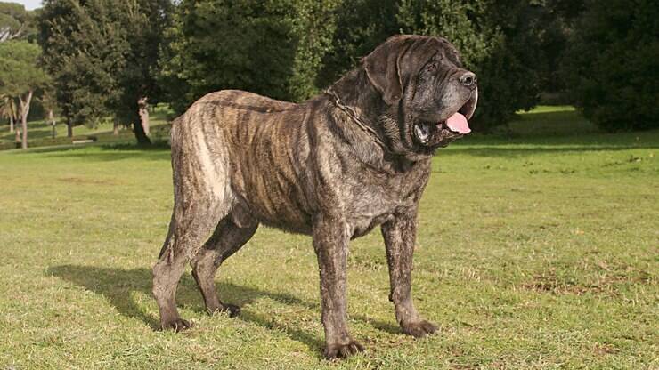Quais são os maiores cachorros do mundo? - Portal do Dog